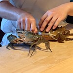 成生 - 浜名湖産のドウマン蟹