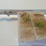 ウシマル - 太刀魚にデル(ハーブ)が添えられています。奥は太刀魚のエンガワ。