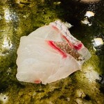 鮨桂太 - 鯛