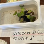 ニュー高根 - これはもう赤ちゃんじゃないだろうと思ったら、ちゃんとフォローされてた^_^