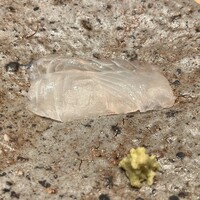 鮨 龍次郎 - マツカワガレイの刺身