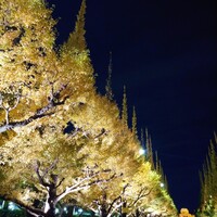 キハチ 青山本店 - 