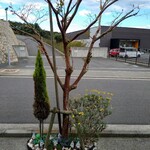 ビストロカフェシュシュ - 