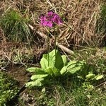 花背そば 花竹庵 - 登山中に咲いていた花