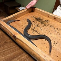 日本料理 梅林 - 