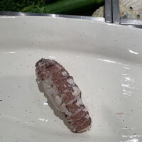 寿し心 なかむら - 