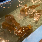 いか天国 - イカ