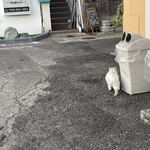 焼きもの家 慶 - くいだおれに住み着いている無愛想なブス白ネコの後ろ姿^_^