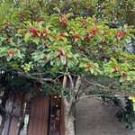 Pizzeria UWOZA di YAKUMO - 