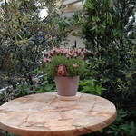 ラ・トルチュ - （2014年5月）