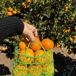 蒲郡オレンジパーク - みかん狩り