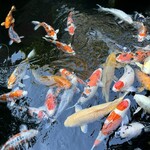 炭焼うな富士 - 