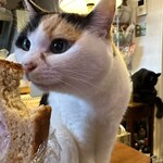 カツコフ戦車長 - 