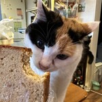 カツコフ戦車長 - 