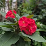 グリーンパーラー ベルベール - 