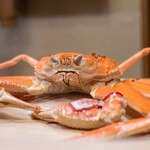 うを徳 - 2024.11 鳥取産活け蒸し松葉蟹