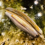 鮨桂太 - 小鰭 ※〆加減が巧み。ジューシーさは全く損なわれていない