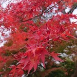 江戸三 - 色づいている紅葉も♪