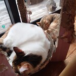 books to curry 猫のしっぽ - 