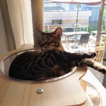 books to curry 猫のしっぽ - 