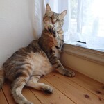 books to curry 猫のしっぽ - 