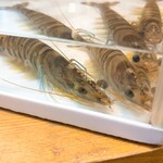 桜山鮨食人 五と二 - 