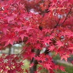 あさひ山 蛍庵 - 