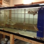 Oonojiyou - 店内の水槽、鯵、鯛、アラカブ、さざえ、あさりがいます