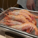 鮨みやもと - ボタンエビ