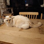 books to curry 猫のしっぽ - 