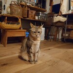 books to curry 猫のしっぽ - 