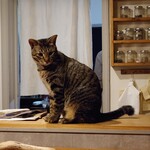 books to curry 猫のしっぽ - 