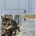 猫と月 chan mie noodles - 