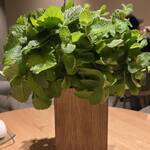 NeMo - フレッシュハーブ