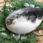 Suppon Fugu Ryourisushi Kappou Tokugetsu - ふぐ