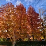 金沢湯涌温泉 百楽荘 - 駐車場の紅葉