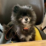 アネアカフェ - 