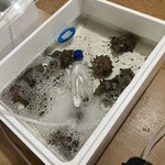 浜焼活貝 いさむ - 