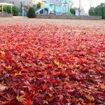 Au Depart Cinq fers - 紅葉の絨毯