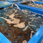 寿司と魚料理魚々や - 