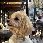 IVY PLACE - ゆったり待ってる愛犬