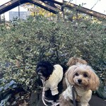 IVY PLACE - 愛犬と外観