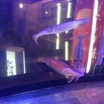 烏賊 鮨ダイニング 鮮助 - 活烏賊♪