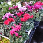 Cafeジューセン - 