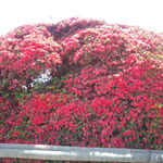 錦水亭 - つつじ