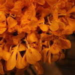 Nicolai Bergmann NOMU - 店内は花屋さんだけあって花がいっぱい！