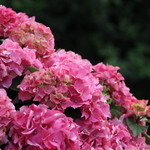 Nicolai Bergmann NOMU - 外にも花や緑がいっぱい！