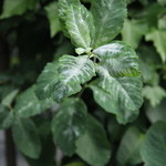 Nicolai Bergmann NOMU - 外にも花や緑がいっぱい！