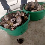 小島水産かき養殖場 - 