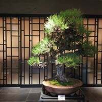 まとい 銀座 - 